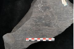 Foto (Detailansicht) von Sigillaria sp.  (NHMW-GEO-2024-0188-11243)